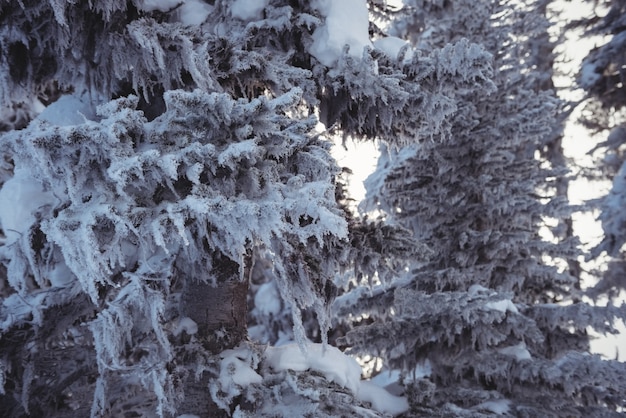 Alberi di pino innevati sulla montagna dell'alpe