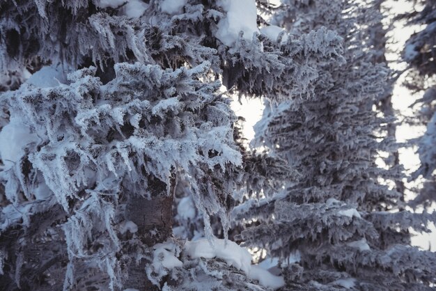 Alberi di pino innevati sulla montagna dell'alpe