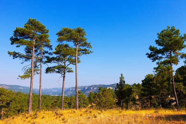 Alberi di pino