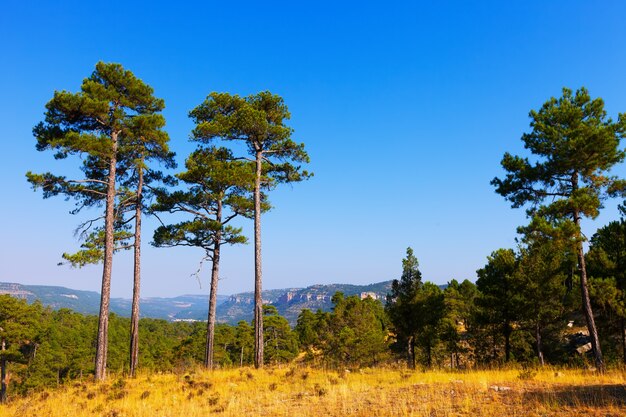 Alberi di pino