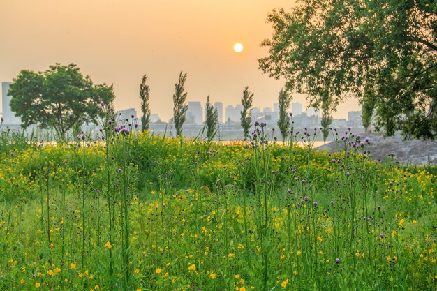 Alberi e fiori a Seoul, Corea del Sud durante il tramonto con edifici