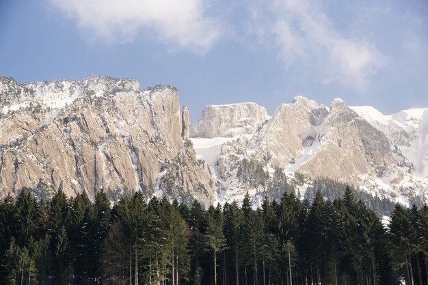 Alberi e montagne innevate in lontananza durante il giorno