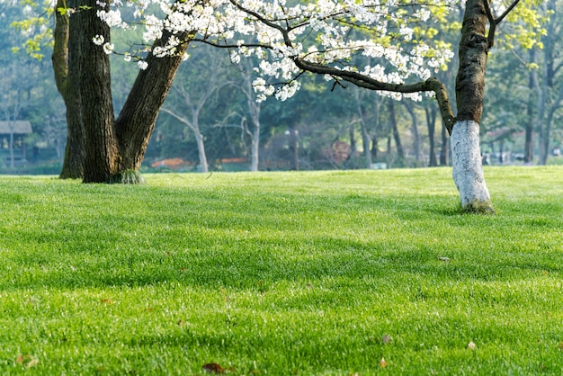 Alberi e prati