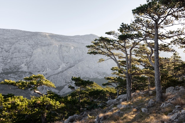 Alberi e sfondi forestali