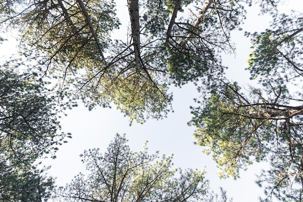 Alberi e sfondi forestali