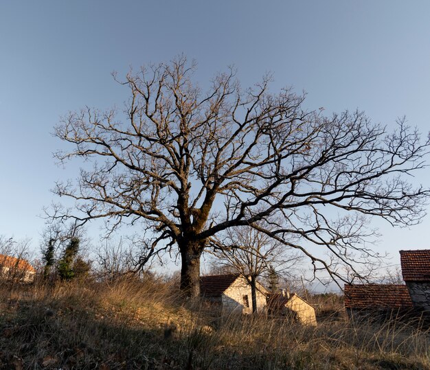 Alberi e sfondi forestali