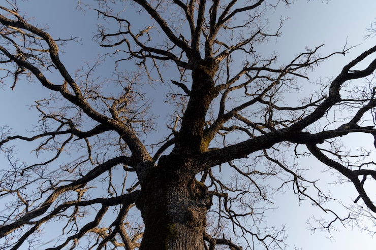 Foto gratuito alberi e sfondi forestali