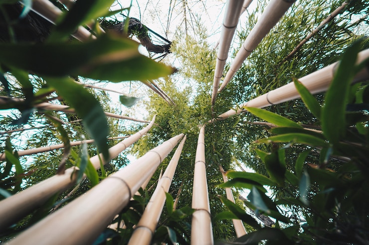 Foto gratuito alberi esotici tropicali in un giardino botanico