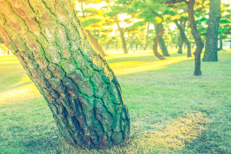 Foto gratuito alberi forestali (immagine filtrata elaborati effetto vintage.)