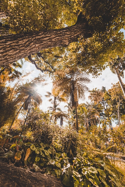 Alberi gialli di angolo basso nella foresta a Funchal, Madeira, Portogallo