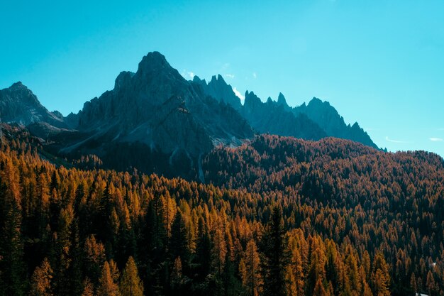 Alberi gialli e marroni del bello colpo o sulle colline con le montagne e il cielo blu