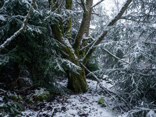 Alberi in una foresta coperta di neve durante il giorno in Germania: perfetti per concetti naturali