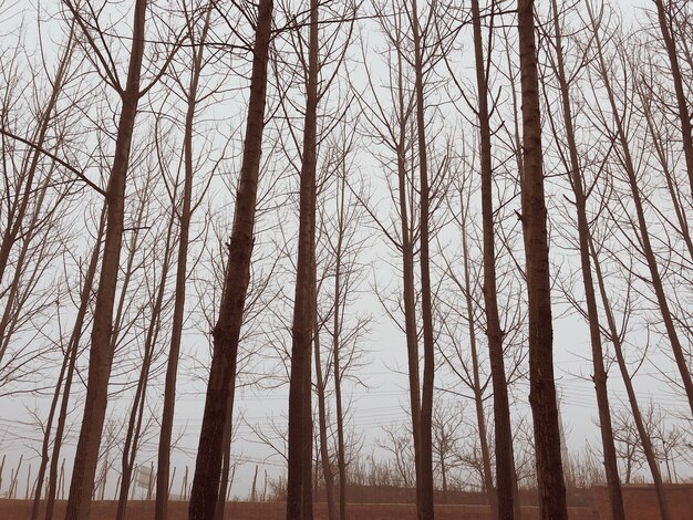 Alberi in una foresta invernale in una giornata nebbiosa