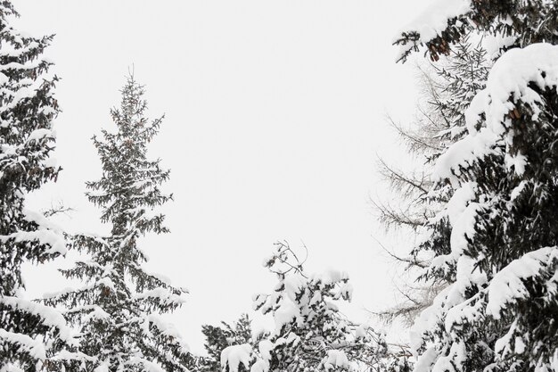 Alberi innevati nella foresta invernale