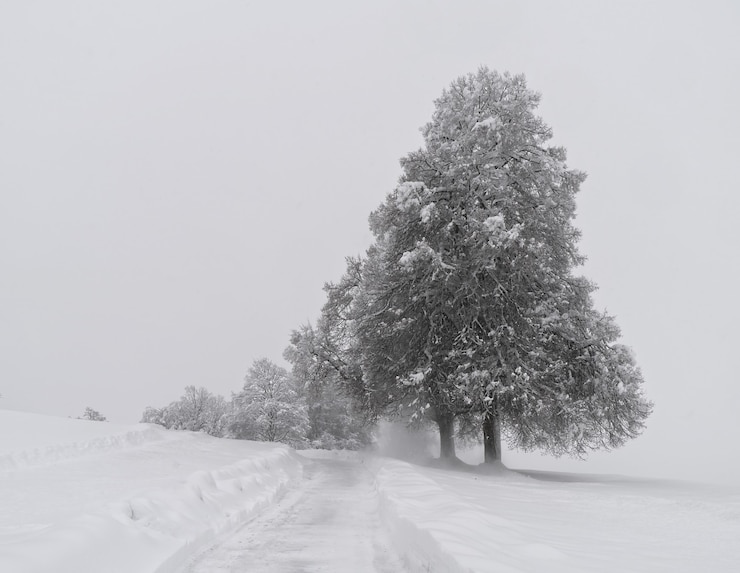 Foto gratuito alberi innevati su terreno innevato durante il giorno