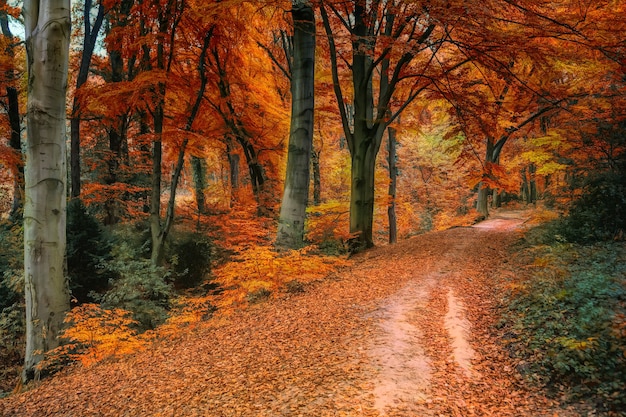 Alberi marroni e arancioni