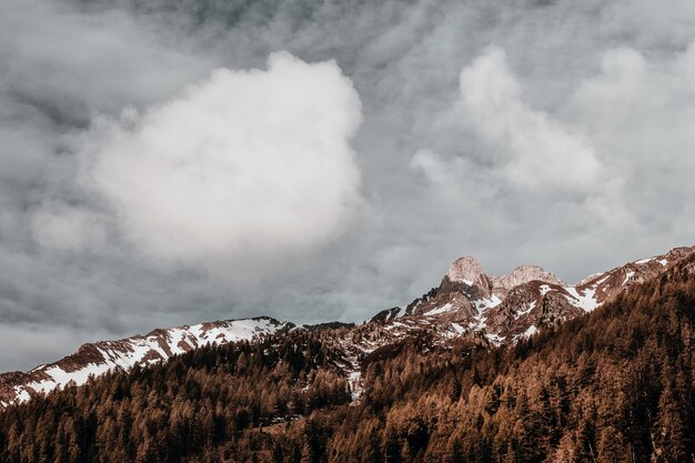 Alberi marroni e cielo grigio