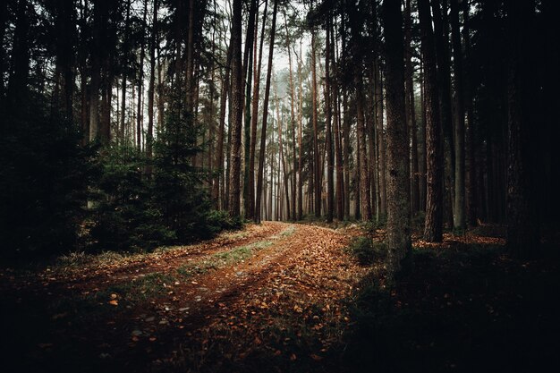 Alberi marroni e verdi durante il giorno