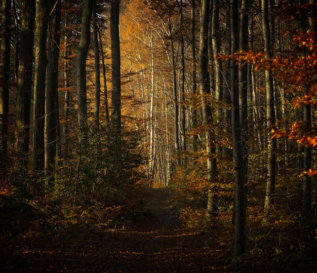 Alberi marroni su terreno marrone