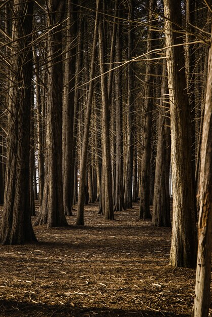 Alberi marroni sul campo marrone durante il giorno