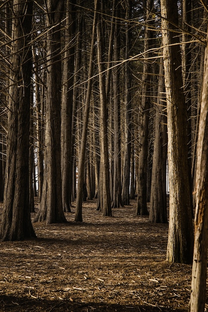 Alberi marroni sul campo marrone durante il giorno