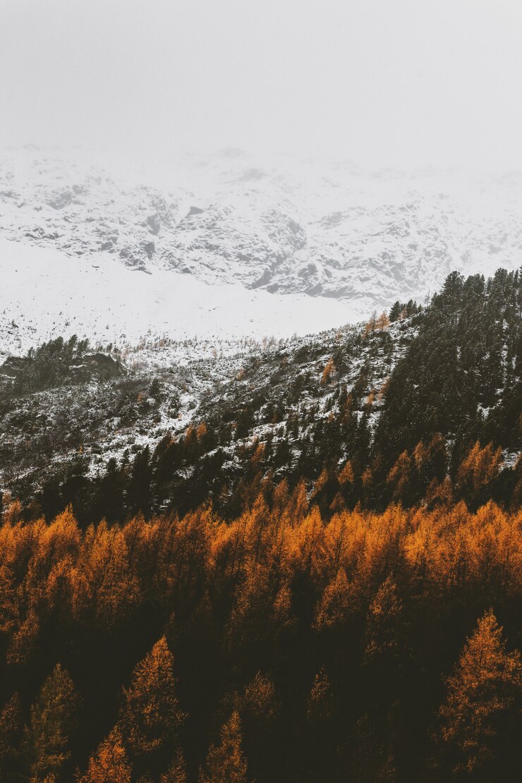 Alberi Marroni Sulle Montagne