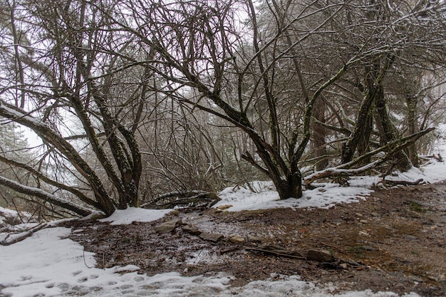 Alberi nella foresta coperti di neve durante l'inverno