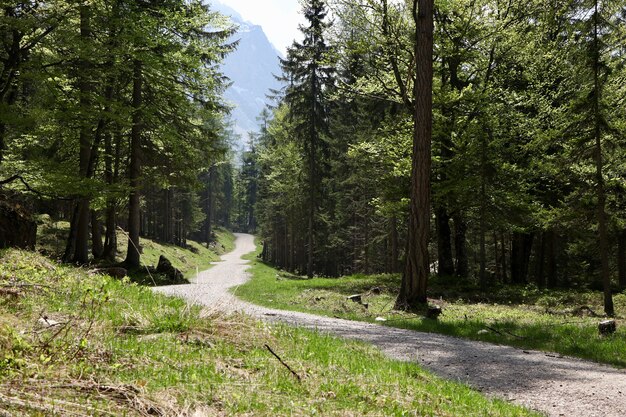 Alberi nella natura