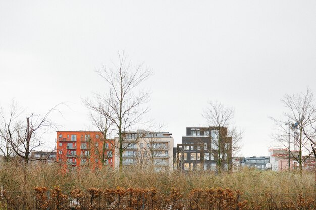 Alberi nudi in campo con paesaggio urbano