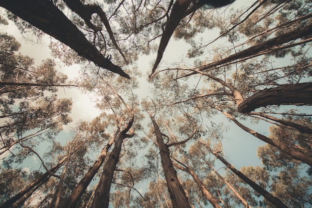 Alberi presi al minimo angolo