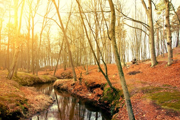 alberi secchi vicino a un fiume