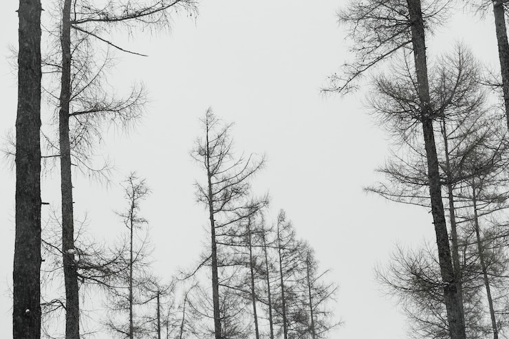 Foto gratuito alberi senza foglie nella foresta