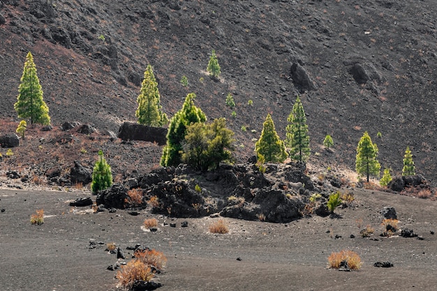 Alberi solitari che crescono su terreno vulcanico