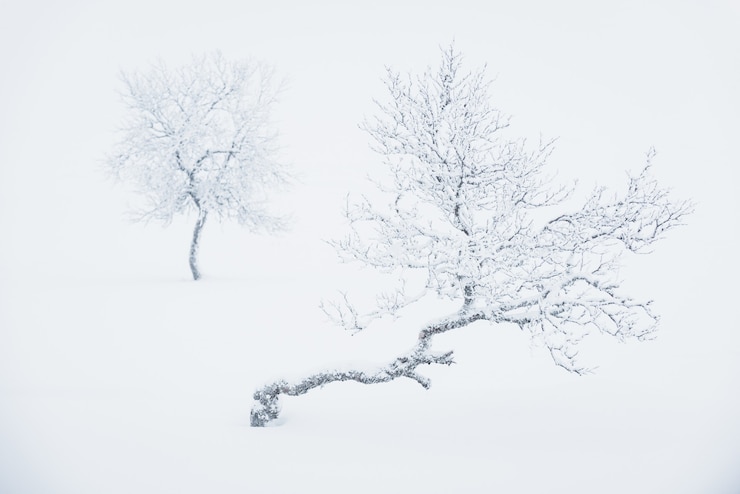 Foto gratuito alberi solitari coperti di neve profonda