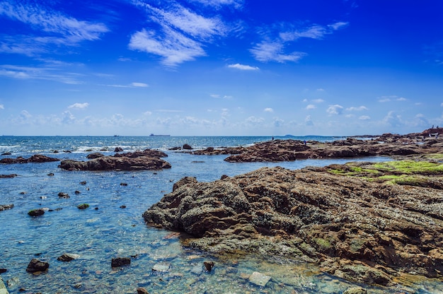 Alberi spiaggia acqua skyline sfondo il mare