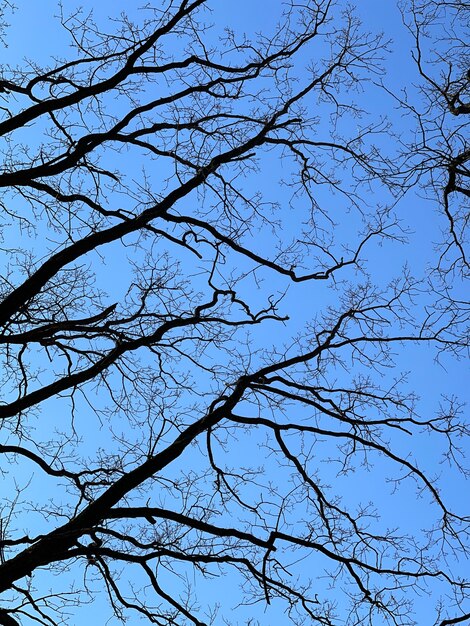 Alberi spogli in primavera contro una vista dal basso blu cielo limpido.