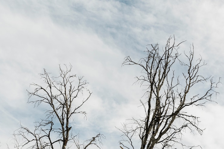 Foto gratuito alberi su un cielo nuvoloso
