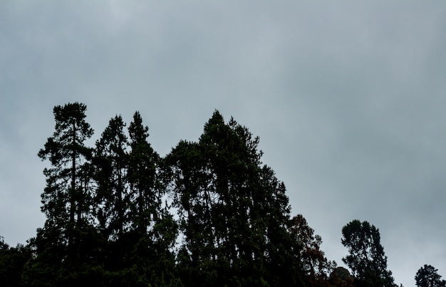 Alberi su una montagna