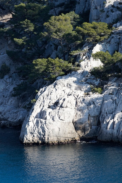 Alberi sulla scogliera