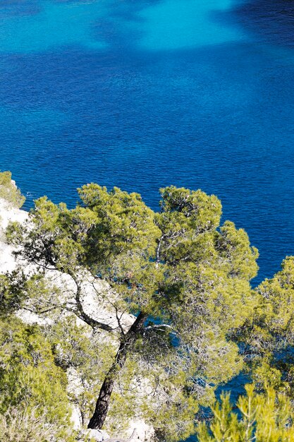 Alberi sulla scogliera