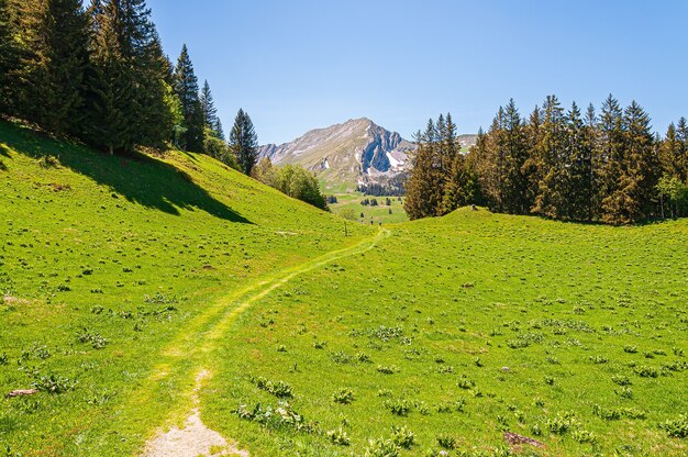 Alberi sulle montagne delle Alpi Swizz in Svizzera