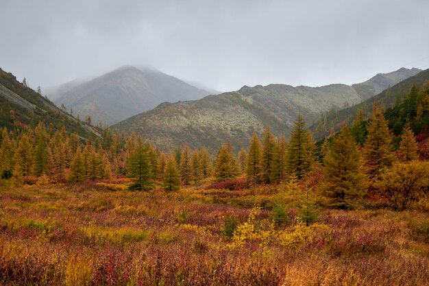 Alberi uno accanto all'altro in una foresta ricoperta di foglie gialle secche