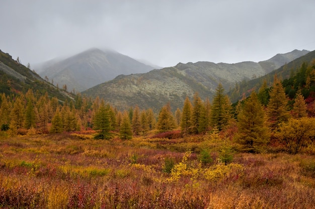 Alberi uno accanto all'altro in una foresta ricoperta di foglie gialle secche