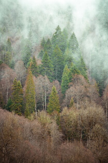 Alberi uno accanto all'altro nella foresta coperti dalla nebbia strisciante