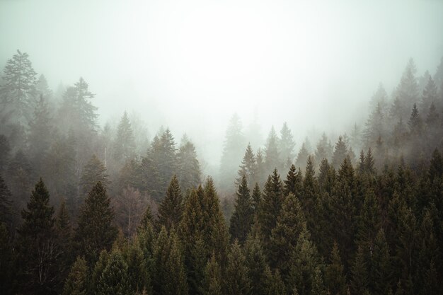 Alberi uno accanto all'altro nella foresta coperti dalla nebbia strisciante