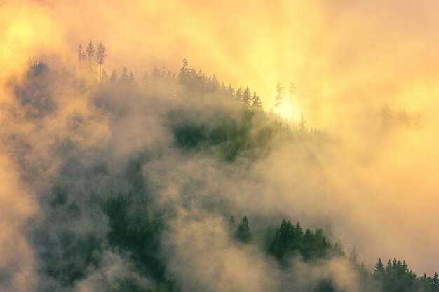 Alberi verdi coperti dalla nebbia