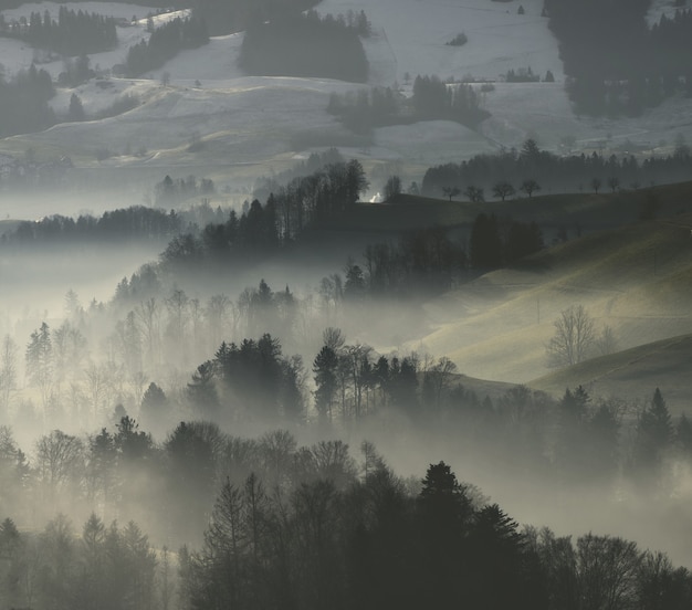 Alberi verdi sul campo di erba verde durante il giorno