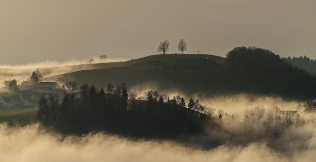 Alberi verdi sul campo di erba verde durante il giorno