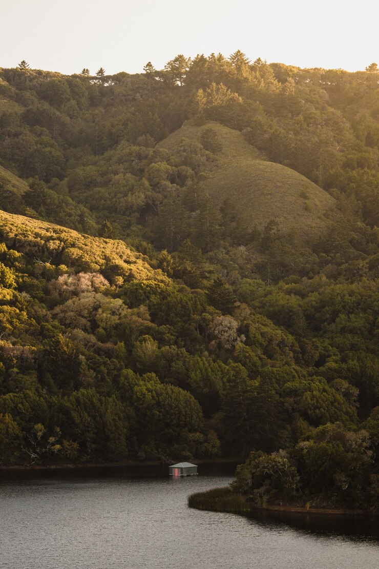 Alberi verdi sulla montagna durante il giorno
