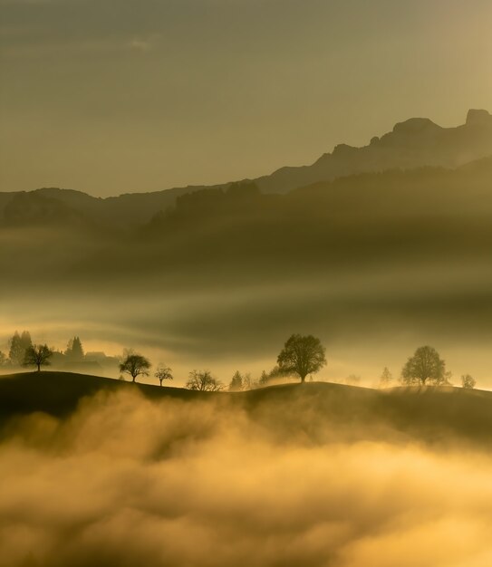 Alberi verdi sulla montagna durante il giorno